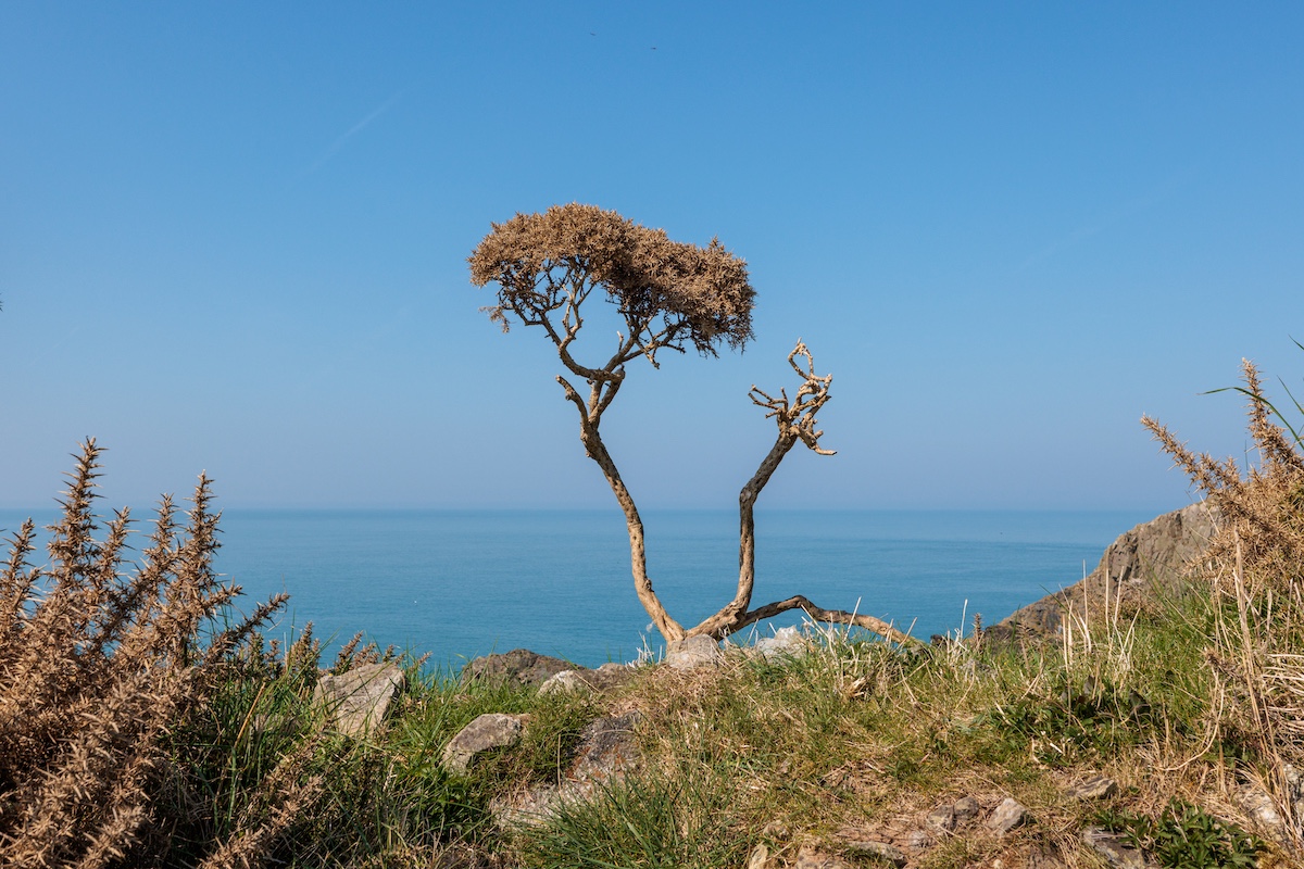 Lone Bonsai at Abercastle